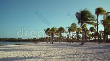 日落时透过椰子树观赏热带海滩。 棕榈树叶子在纹理沙上飘动的阴影